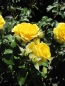 Preview: Edelrose Inka 1